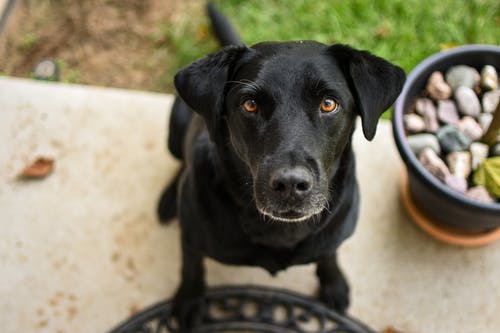 有关动物, 可爱, 哺乳动物的免费素材图片