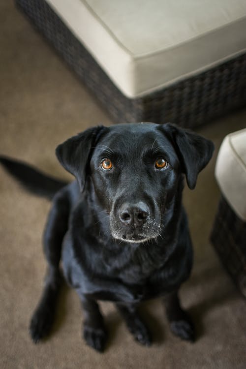 有关动物, 可爱, 哺乳动物的免费素材图片