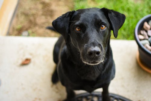 有关动物, 可爱, 哺乳动物的免费素材图片