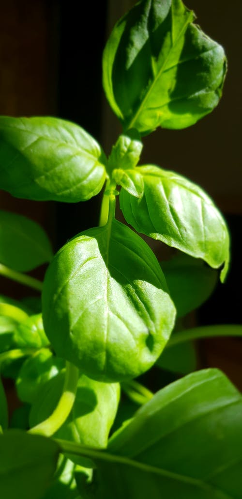 有关垂直拍摄, 工厂, 树叶的免费素材图片