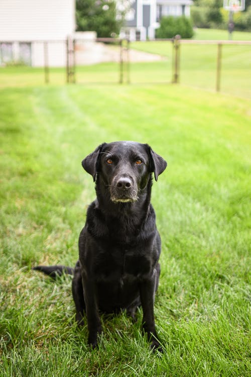 有关伴侣, 可爱, 可爱的的免费素材图片