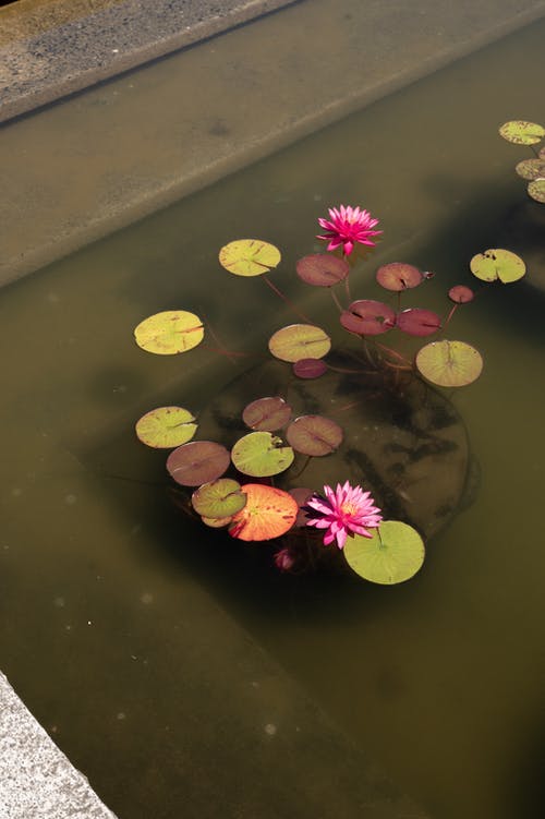 有关水, 水生植物, 池塘的免费素材图片