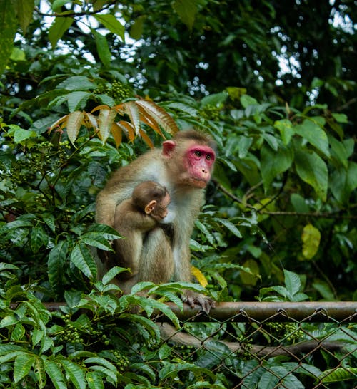有关恒河猴, 猴子, 类人猿的免费素材图片
