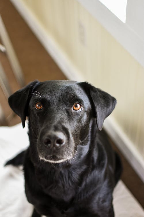 有关动物, 可爱, 哺乳动物的免费素材图片