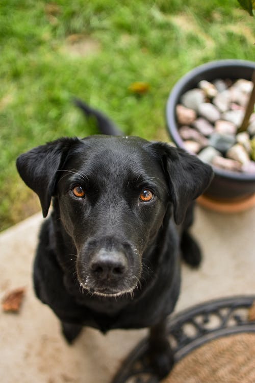 有关动物, 可爱, 哺乳动物的免费素材图片