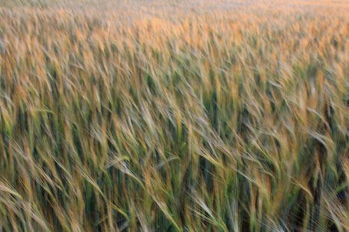 有关小麦, 牧场, 田的免费素材图片