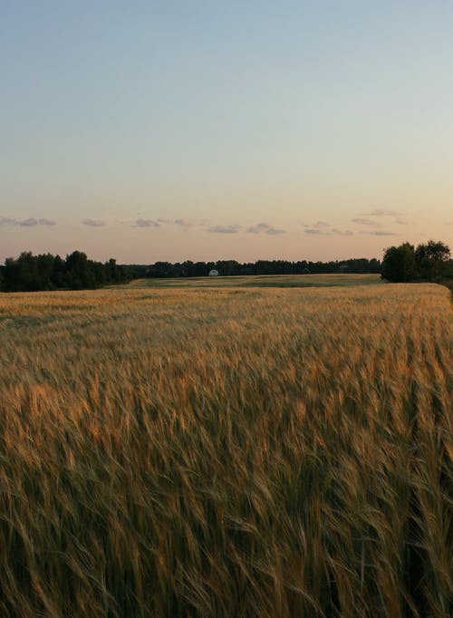 有关垂直拍摄, 小麦, 牧场的免费素材图片