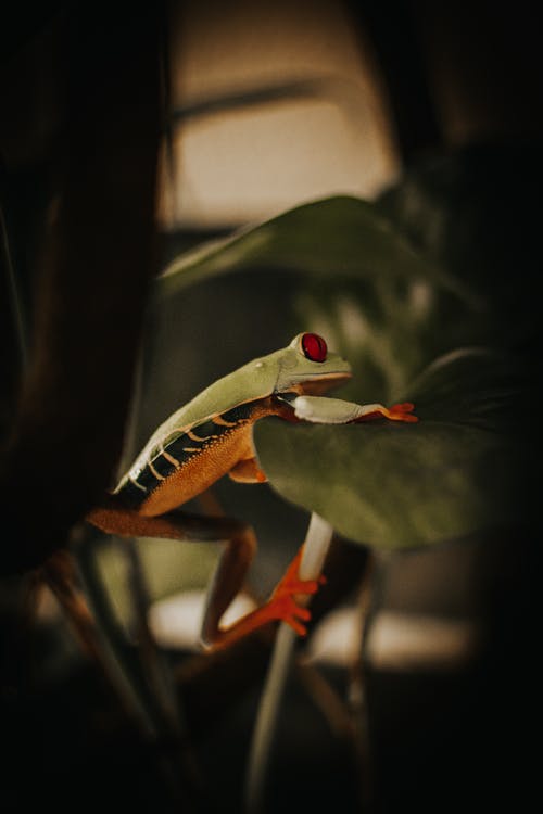 有关侧面图, 两栖动物, 动物的免费素材图片