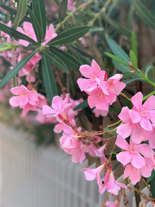 有关垂直拍摄, 工厂, 植物群的免费素材图片