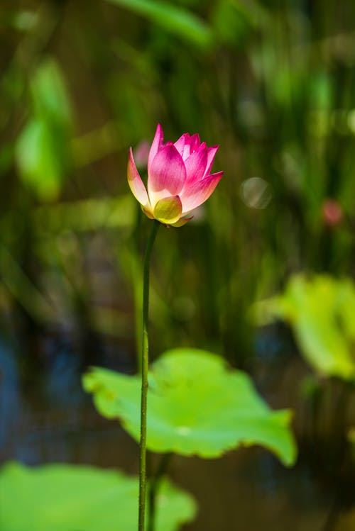 有关倾斜移位, 微妙, 新鲜的免费素材图片