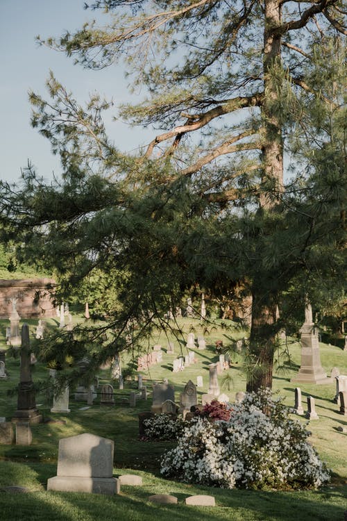 有关墓园, 墓碑, 树木的免费素材图片