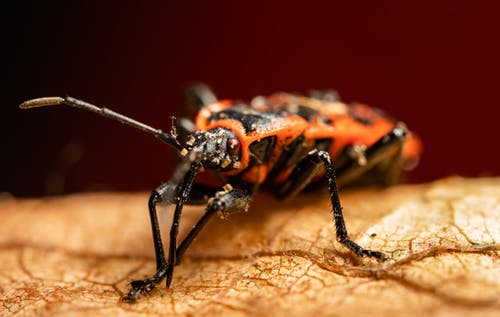 有关微距拍摄, 昆虫, 极端特写镜头的免费素材图片