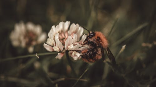 有关天性, 授粉, 景深的免费素材图片