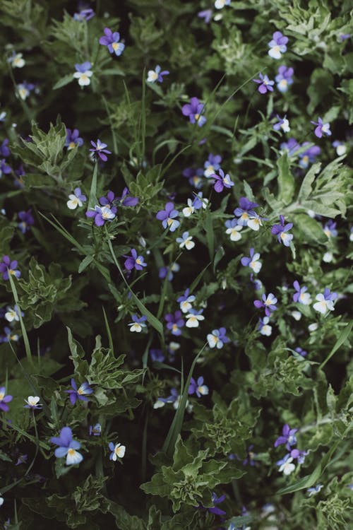 有关垂直拍摄, 增长, 天性的免费素材图片