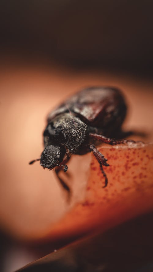 有关垂直拍摄, 小虫, 昆虫的免费素材图片