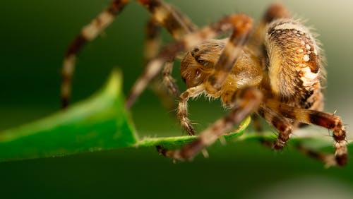 有关令人不寒而栗的, 动物, 动物摄影的免费素材图片