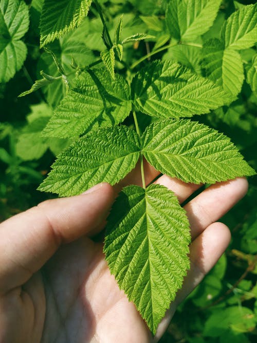有关图案, 垂直拍摄, 天性的免费素材图片