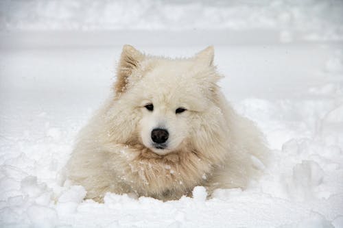 有关冬季, 动物, 可爱的免费素材图片