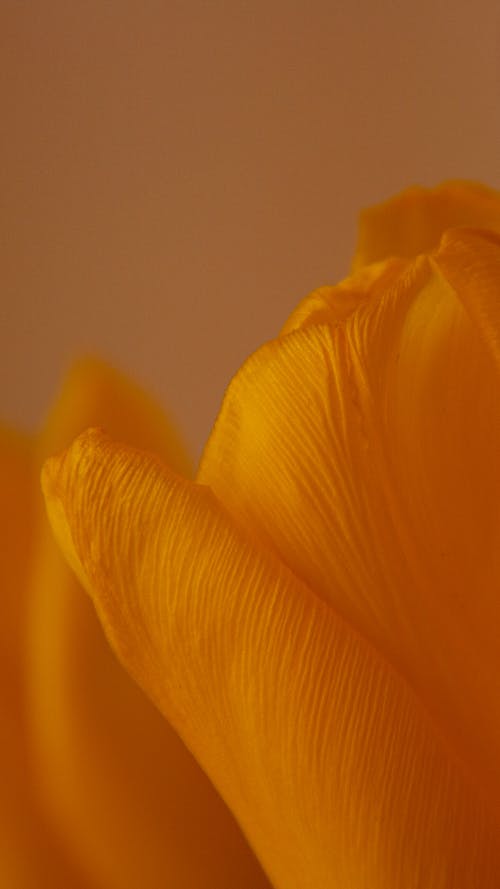 有关垂直拍摄, 微妙, 植物群的免费素材图片