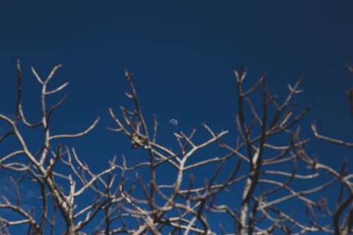 有关乾枯, 光秃秃的, 无叶树的免费素材图片