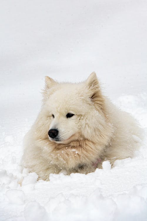 有关冬季, 动物, 可爱的免费素材图片