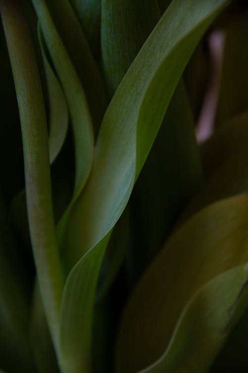 有关图案, 垂直拍摄, 天性的免费素材图片