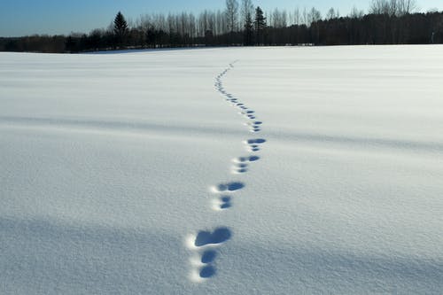 有关冬季, 大雪覆盖, 天性的免费素材图片