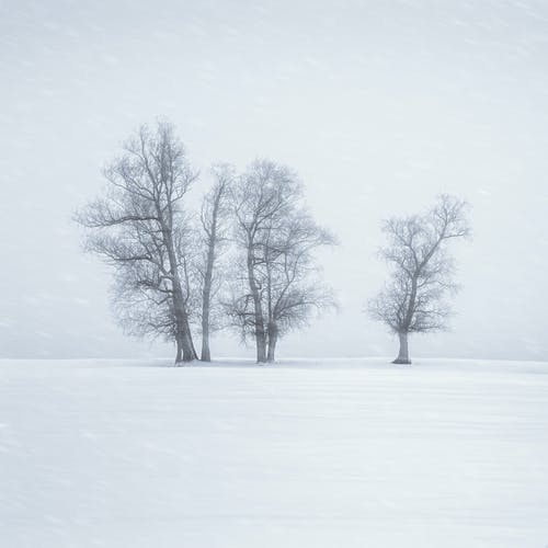 有关下雪的, 光秃秃的树木, 冬季的免费素材图片