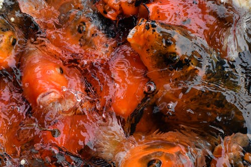 有关一串, 橘色, 水生动物的免费素材图片