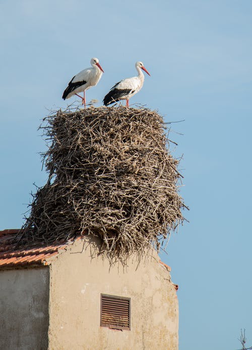 有关垂直拍摄, 巢, 涉禽的免费素材图片