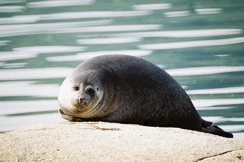 有关动物, 动物摄影, 哺乳动物的免费素材图片