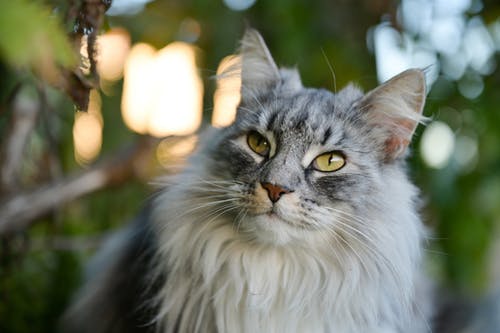 有关动物, 动物摄影, 可爱的免费素材图片