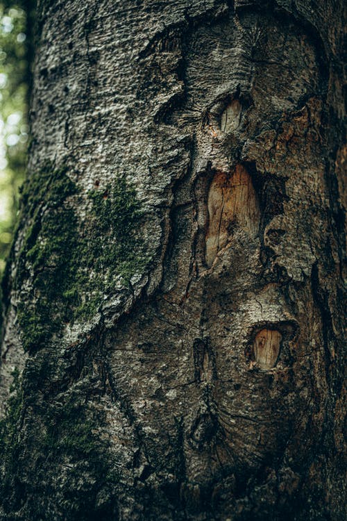 有关垂直拍摄, 树干, 树皮的免费素材图片