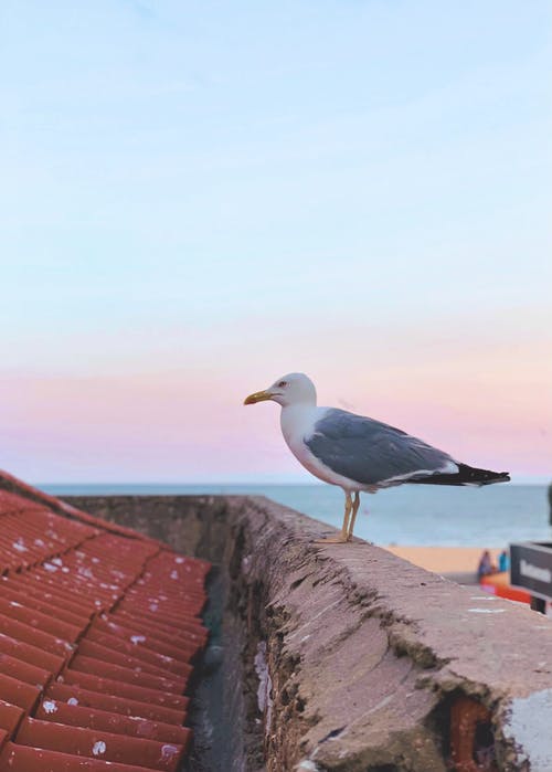 有关动物, 垂直拍摄, 屋顶的免费素材图片