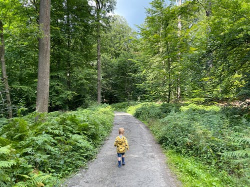 有关人行道, 公园, 天性的免费素材图片