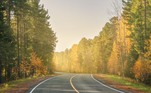 有关樹木, 沥青路面, 灰色混凝土的免费素材图片