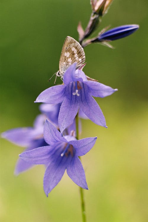 有关垂直拍摄, 增长, 天性的免费素材图片