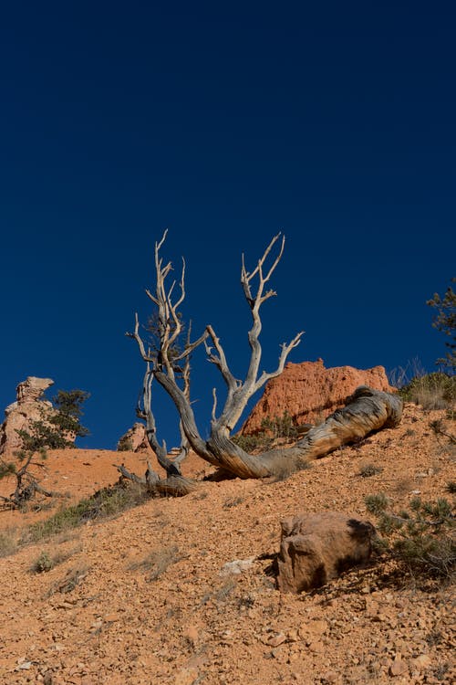有关乾旱, 乾的, 原本的免费素材图片