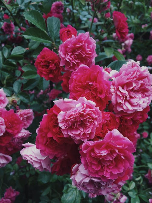 有关垂直拍摄, 植物群, 漂亮的免费素材图片