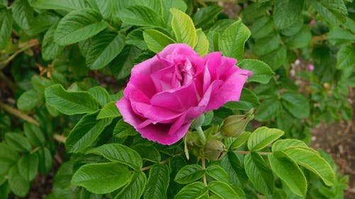 有关植物群, 特写, 粉红色的玫瑰的免费素材图片