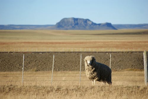 有关动物, 动物摄影, 天性的免费素材图片