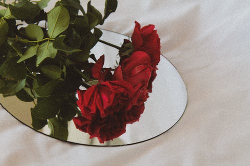 有关反射, 植物群, 特写的免费素材图片