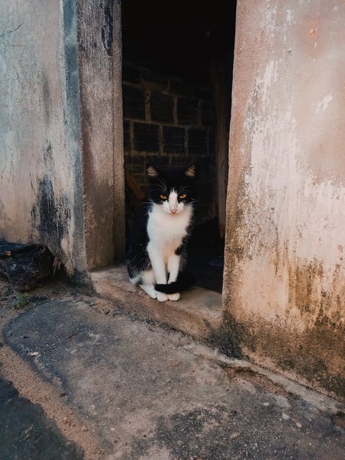 有关动物, 双色, 哺乳动物的免费素材图片