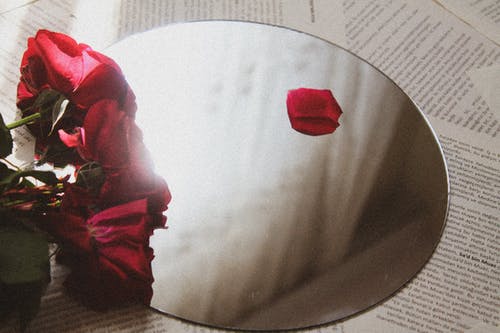 有关反射, 微妙, 植物群的免费素材图片