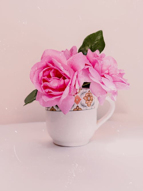 有关垂直拍摄, 粉红玫瑰, 花卉摄影的免费素材图片