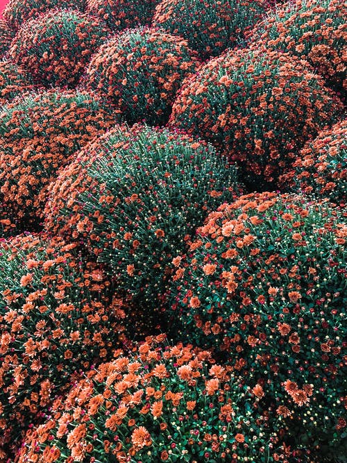 有关垂直拍摄, 植物的, 植物群的免费素材图片