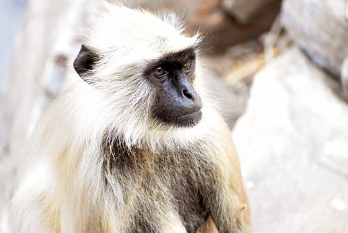有关动物摄影, 灰叶猴, 特写的免费素材图片