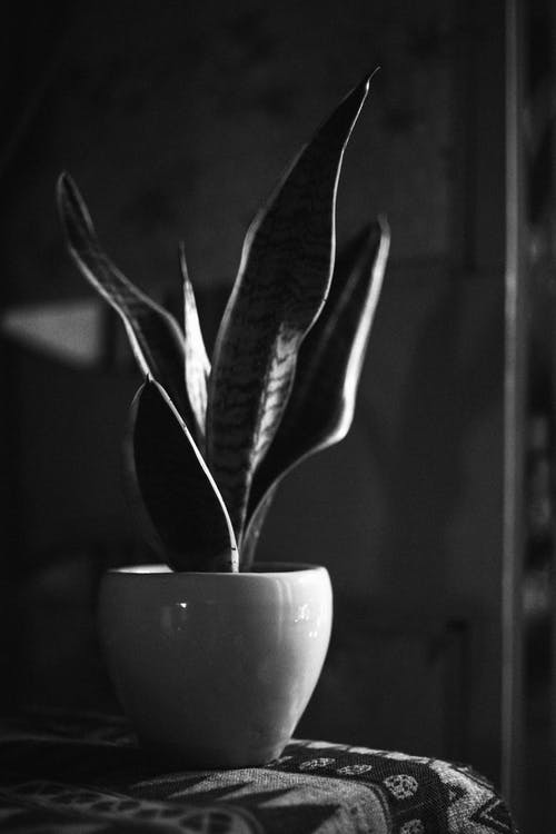 有关单色, 垂直拍摄, 灰阶的免费素材图片