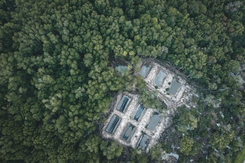 有关容器, 森林, 樹木的免费素材图片