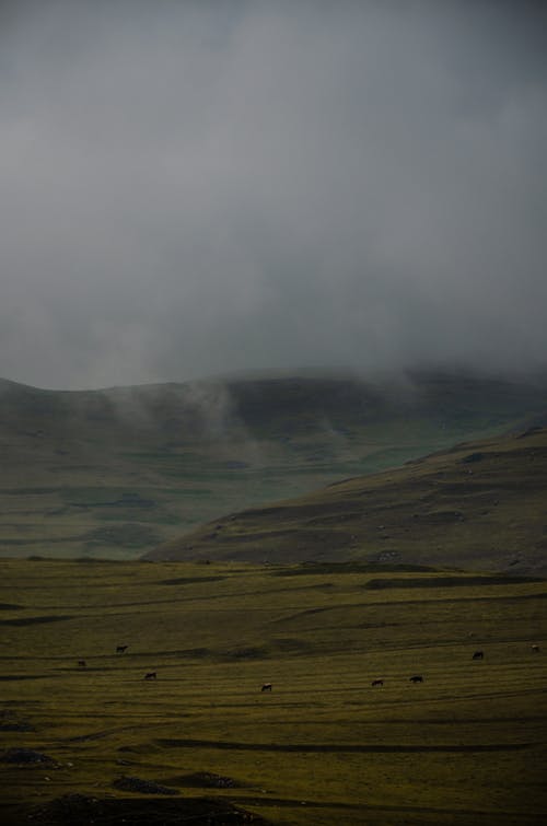 有关動物, 垂直拍摄, 壞心情的免费素材图片